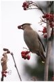 Bohemian Waxwing IV
