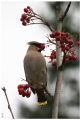 Bohemian Waxwing V